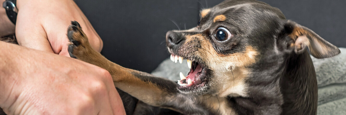 Ein dunkler Chihuahua liegt auf einer Decke und schnappt nach einer Hand.
