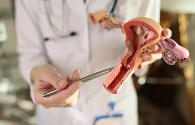 Eine nicht erkennbare Frau zeigt mit einem Stift auf ein Modell der weiblichen Geschlechtsorgane.