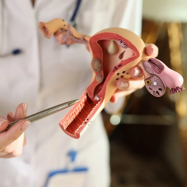 Eine nicht erkennbare Frau zeigt mit einem Stift auf ein Modell der weiblichen Geschlechtsorgane.