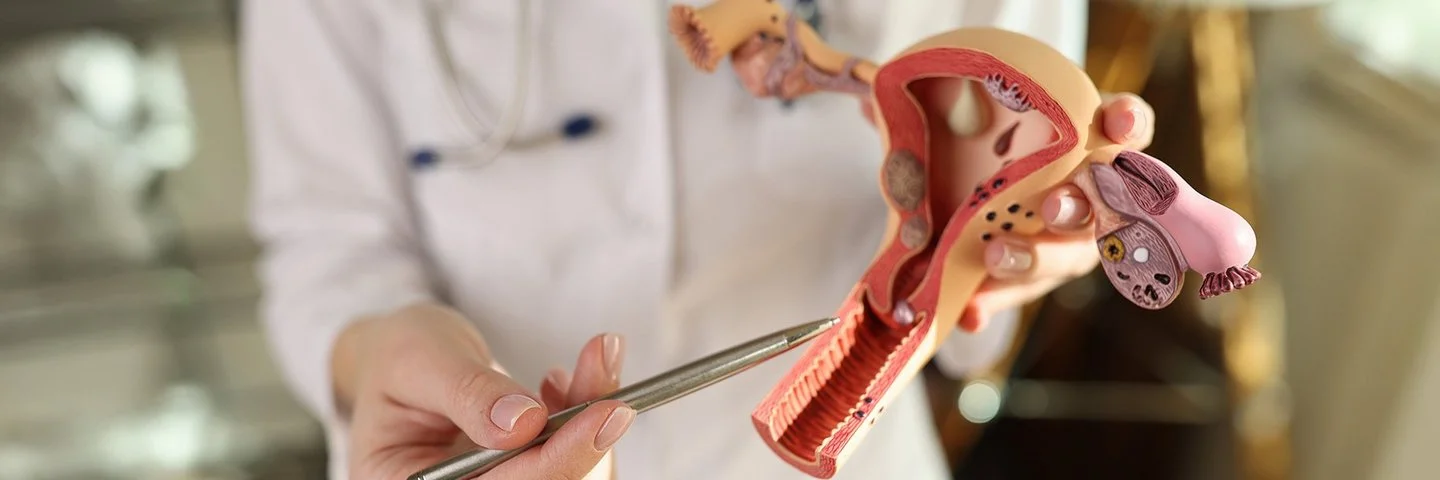 Eine nicht erkennbare Frau zeigt mit einem Stift auf ein Modell der weiblichen Geschlechtsorgane.