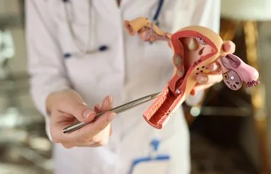 Eine nicht erkennbare Frau zeigt mit einem Stift auf ein Modell der weiblichen Geschlechtsorgane.