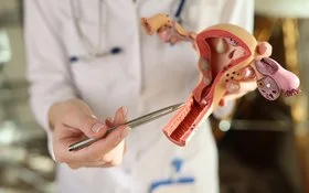 Eine nicht erkennbare Frau zeigt mit einem Stift auf ein Modell der weiblichen Geschlechtsorgane.