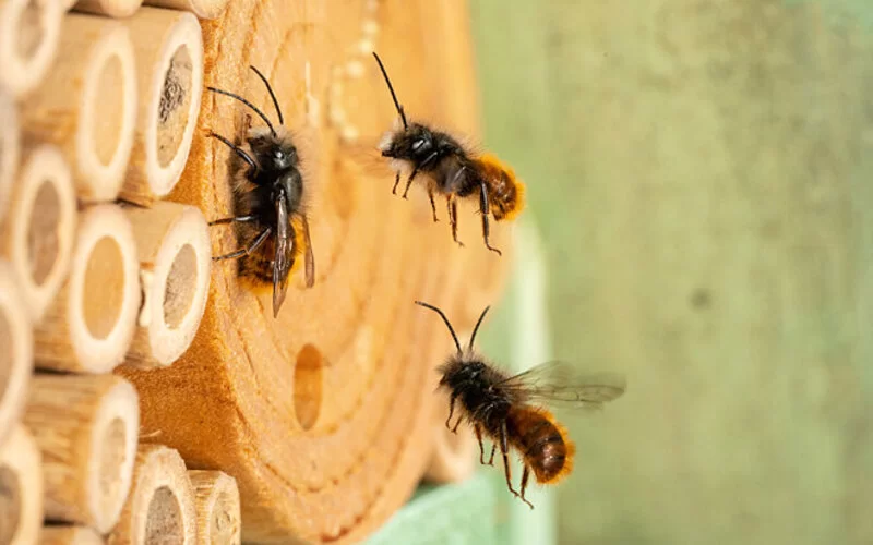 Eine Wildbiene krabbelt in ein Rohr in einem Insektenhotel.
