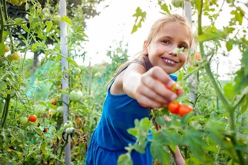 Ein Mädchen pflückt Tomaten von einem Strauch.