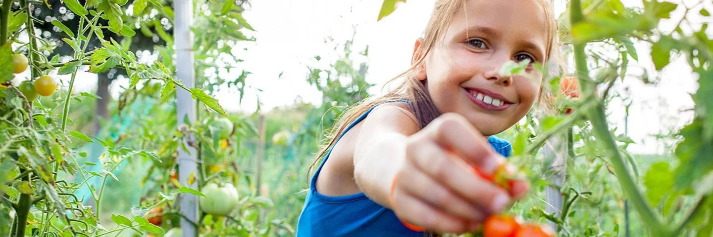 Ein Mädchen pflückt Tomaten von einem Strauch.