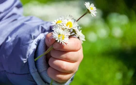 Nahaufnahme einer Kinderhand, die Gänseblümchen trägt.