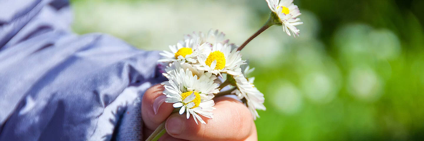 Nahaufnahme einer Kinderhand, die Gänseblümchen trägt.