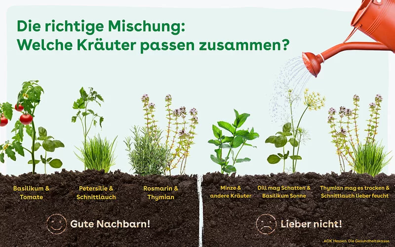 Die Abblidung zeigt, welche Kräuter gut zusammen angebaut werden können.
