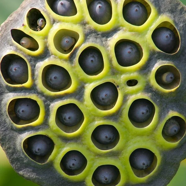 Die Samenkapseln einer Lotusblume sitzen als dunkle Körner versenkt in der grünen Pflanzenoberfläche.