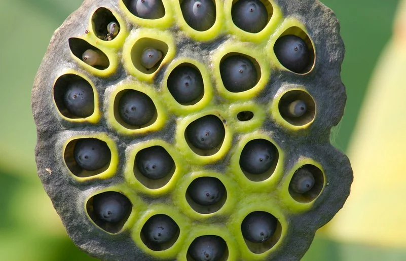 Die Samenkapseln einer Lotusblume sitzen als dunkle Körner versenkt in der grünen Pflanzenoberfläche.