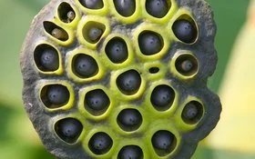 Die Samenkapseln einer Lotusblume sitzen als dunkle Körner versenkt in der grünen Pflanzenoberfläche.