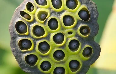 Die Samenkapseln einer Lotusblume sitzen als dunkle Körner versenkt in der grünen Pflanzenoberfläche.