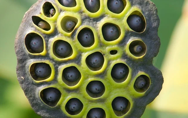 Die Samenkapseln einer Lotusblume sitzen als dunkle Körner versenkt in der grünen Pflanzenoberfläche.