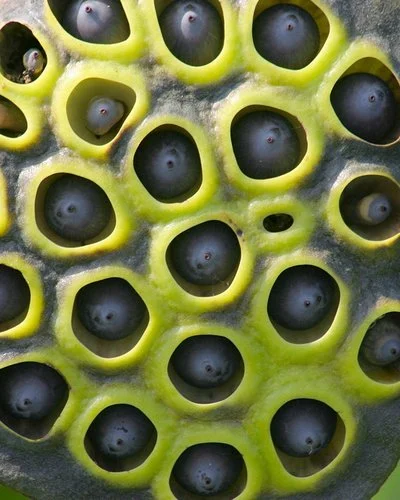 Die Samenkapseln einer Lotusblume sitzen als dunkle Körner versenkt in der grünen Pflanzenoberfläche.