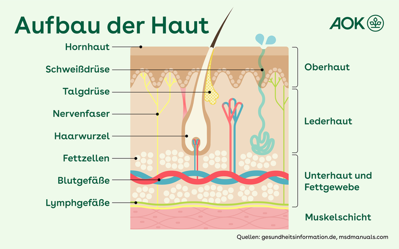 Querschnitt der 3 menschlichen Hautschichten von oben nach unten: Oberhaut, Lederhaut und Unterhaut mit Fettgewebe, auch die Muskelschicht ist eingezeichet. Zu den Schichten zählen bzw. in den Abschnitten befinden sich: Hornhaut, Schweiß- und Talgdrüse, Nervenfaser, Haarwurzel, Fettzellen, Blut- und Lymphgefäße.