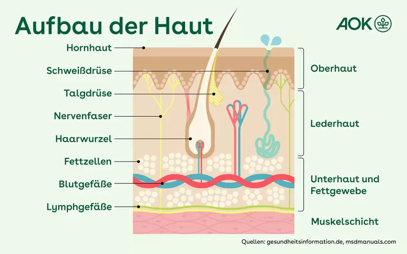 Querschnitt der 3 menschlichen Hautschichten von oben nach unten: Oberhaut, Lederhaut und Unterhaut mit Fettgewebe, auch die Muskelschicht ist eingezeichet. Zu den Schichten zählen bzw. in den Abschnitten befinden sich: Hornhaut, Schweiß- und Talgdrüse, Nervenfaser, Haarwurzel, Fettzellen, Blut- und Lymphgefäße.