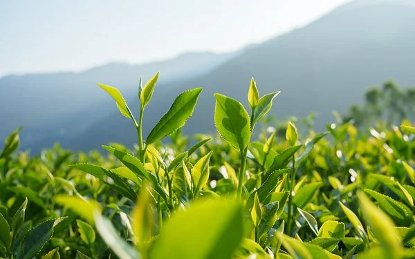 Auf einem Feld wachsen frische Teepflanzen. Im Hintergrund sind Berge zu sehen.