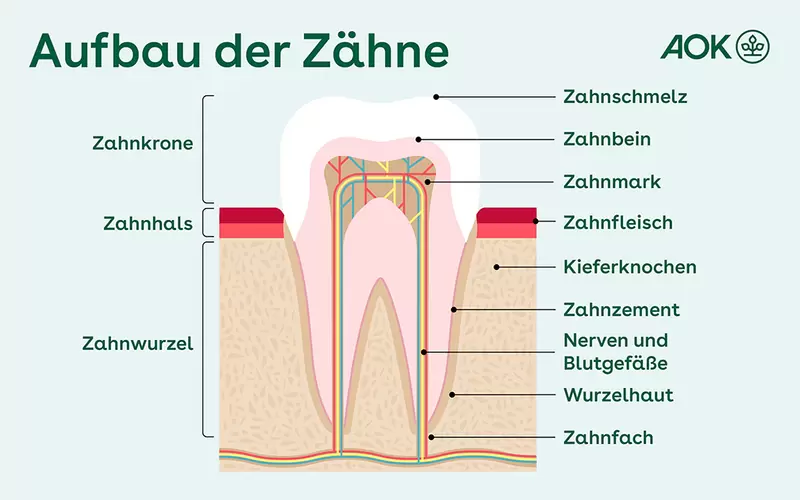 Grafik zum Aufbau der Zähne mit Zahnwurzel, Zahnhals und Zahnkrone. Zu erkennen sind Zahnschmelz, Zahnbein und Zahnmark mit den darin liegenden Nerven und Blutgefäßen.