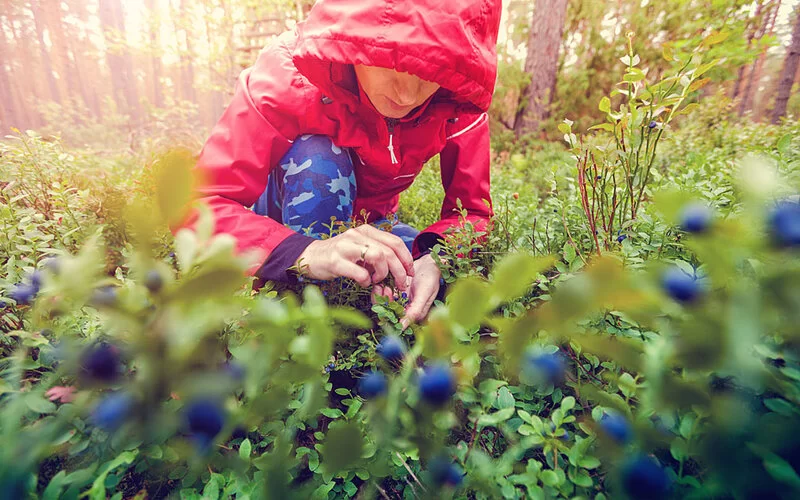 Ein Mann pflückt Heidelbeeren im Wald.