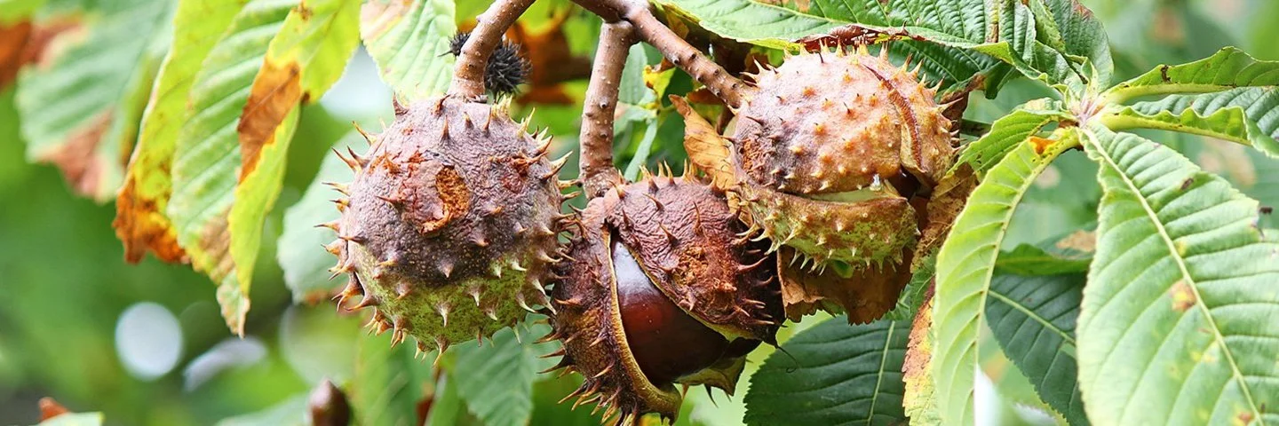 Herbstlicher Zweig eines Rosskastanienbaums, der drei Fruchtkapseln trägt. Eine der stacheligen Kapseln ist noch geschlossen, die mittlere ist geöffnet und lässt den bräunlichen Samen erkennen.