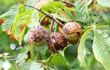 Herbstlicher Zweig eines Rosskastanienbaums, der drei Fruchtkapseln trägt. Eine der stacheligen Kapseln ist noch geschlossen, die mittlere ist geöffnet und lässt den bräunlichen Samen erkennen.