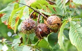 Herbstlicher Zweig eines Rosskastanienbaums, der drei Fruchtkapseln trägt. Eine der stacheligen Kapseln ist noch geschlossen, die mittlere ist geöffnet und lässt den bräunlichen Samen erkennen.