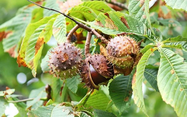 Herbstlicher Zweig eines Rosskastanienbaums, der drei Fruchtkapseln trägt. Eine der stacheligen Kapseln ist noch geschlossen, die mittlere ist geöffnet und lässt den bräunlichen Samen erkennen.