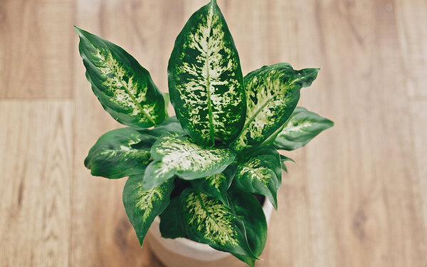 Es ist eine Pflanze zu sehen, die fast ausschließlich aus weiß-grünen Blättern besteht.