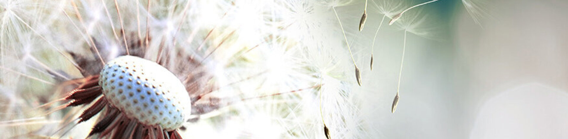 Das Bild zeigt eine Pusteblume (Löwenzahn)