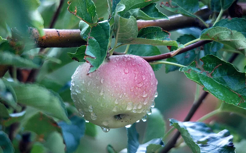 Ein Apfel mit Wassertropfen hängt an einem Zweig.
