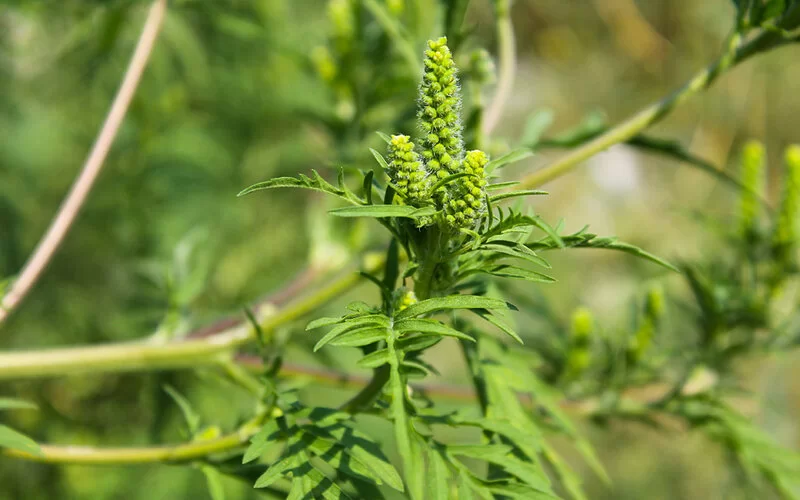 Großaufnahme einer Ambrosia-Pflanze mit Blüte.