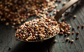 Rohe Quinoa-Körner auf einem Löffel.