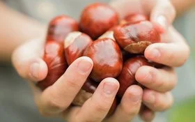 Zwei Hände halten Kastanien ohne Schale.