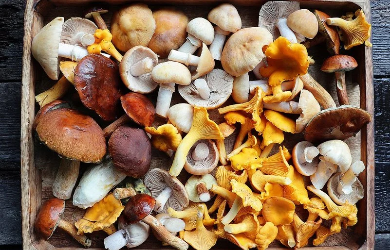 Frische Austernpilze, Pfifferlinge, braune und weiße Champignons liegen in einer Holzschale.