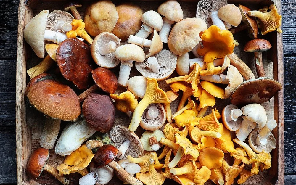 Frische Austernpilze, Pfifferlinge, braune und weiße Champignons liegen in einer Holzschale.