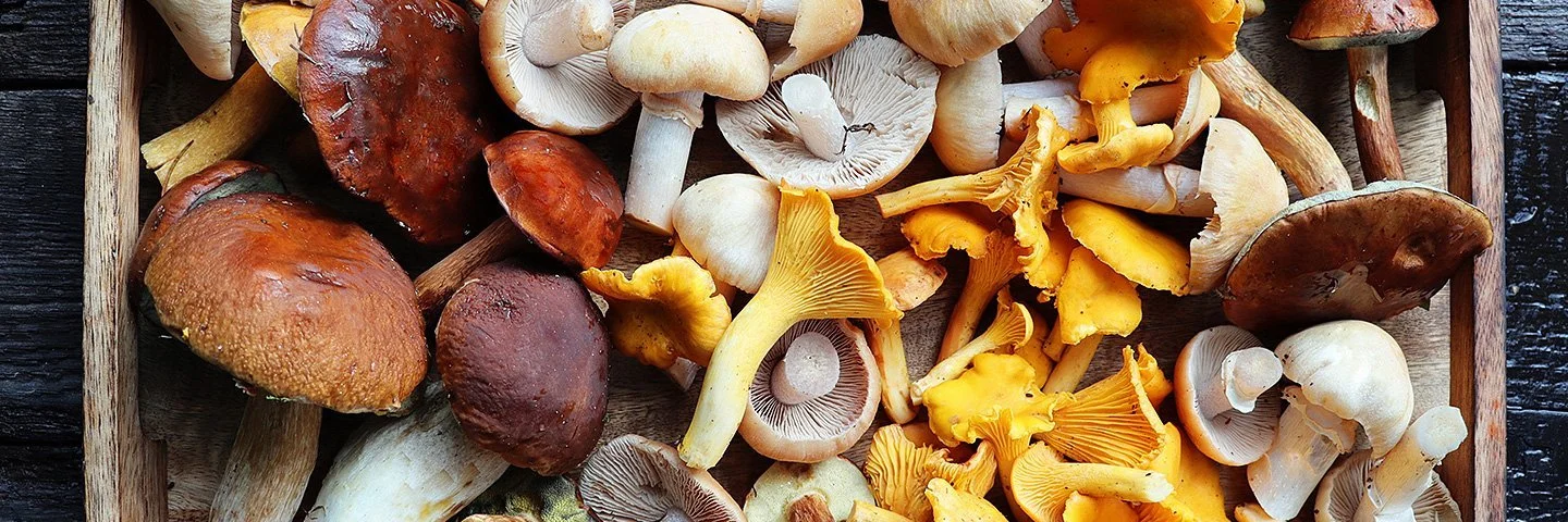 Frische Austernpilze, Pfifferlinge, braune und weiße Champignons liegen in einer Holzschale.