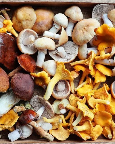 Frische Austernpilze, Pfifferlinge, braune und weiße Champignons liegen in einer Holzschale.