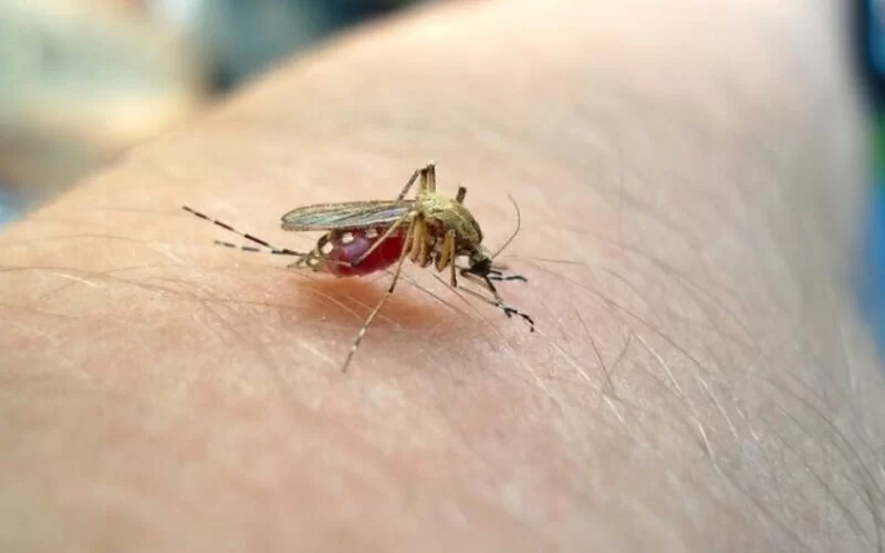 Eine Mücke sitzt auf einem Arm.