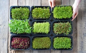 Microgreens in kleinen Pflanzschalen auf einem Holztisch.