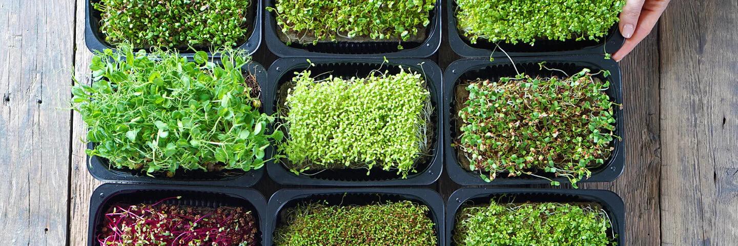 Microgreens in kleinen Pflanzschalen auf einem Holztisch.