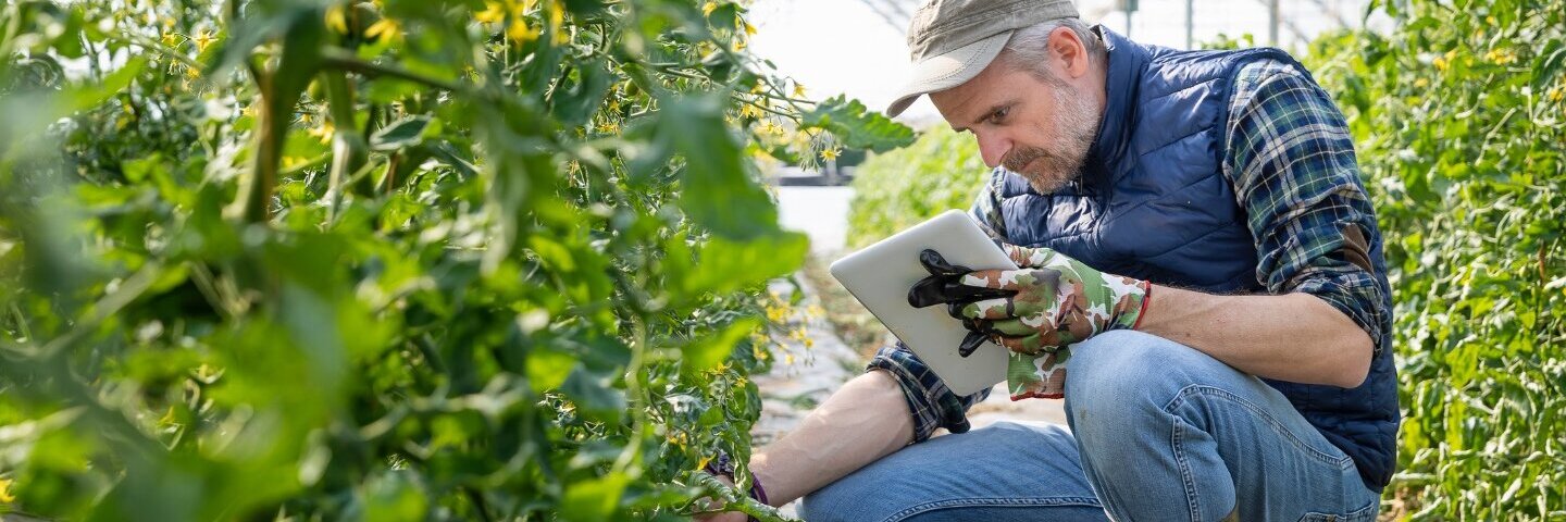 Ein Landwirt kontrolliert hockend in einem Gewächshaus Tomaten-Setzlinge und hält dabei ein Tablet in der Hand. 