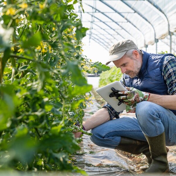 Ein Landwirt kontrolliert hockend in einem Gewächshaus Tomaten-Setzlinge und hält dabei ein Tablet in der Hand. 