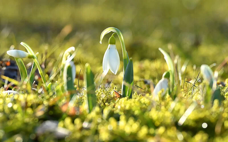 Schneeglöckchen blüht im Frühling auf Wiese.