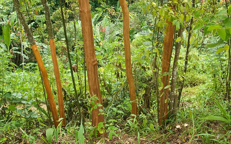 Zimtbäume in einem Wald.