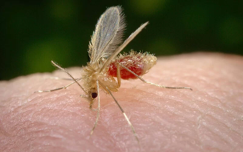 Die winzig kleine Sandmücke auf menschlicher Haut. Sie saugt Blut mit ihrem Stechrüssel.
