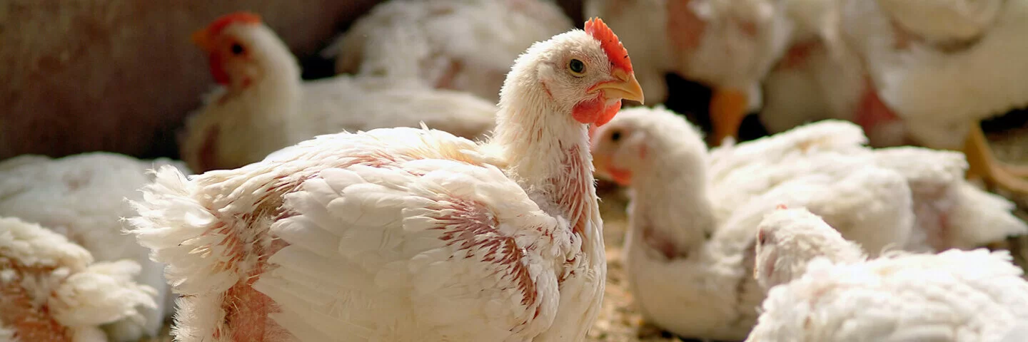 Ein junges weißes Huhn mit Federverlust steht mit mehreren Hühner auf engstem Raum.