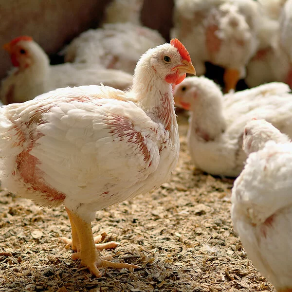 Ein junges weißes Huhn mit Federverlust steht mit mehreren Hühner auf engstem Raum.