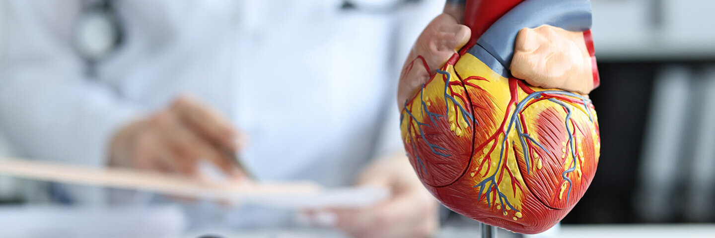 Modell des menschlichen Herzens, an dem die Frage beantwortet werden kann: „Wie funktioniert das Herz?“
