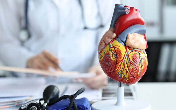 Modell des menschlichen Herzens, an dem die Frage beantwortet werden kann: „Wie funktioniert das Herz?“