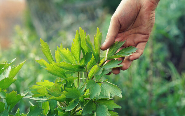 Eine Person berührt die Blätter einer Liebstöckel-Pflanze mit der Hand.